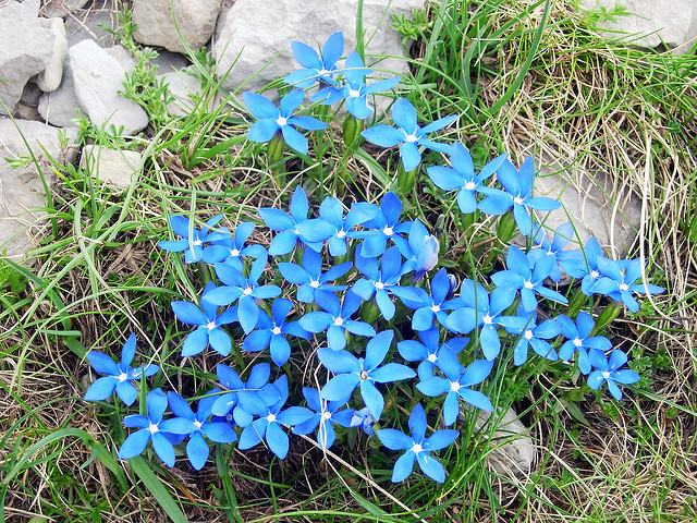 Gentiane de printemps
