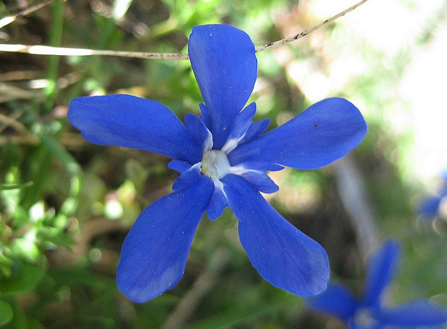 Gentiane de printemps