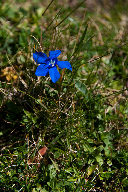 Gentiane de printemps