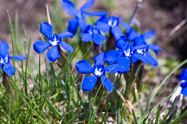 Gentiane de printemps (Gentiana verna)