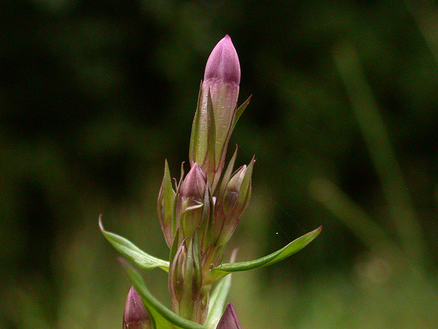 Gentiane amère (Gentianella amarella)
