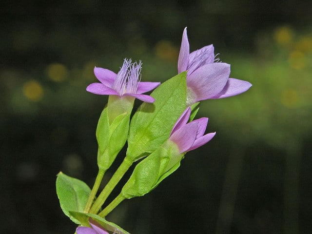 Gentiane des champs (Gentianella campestris)