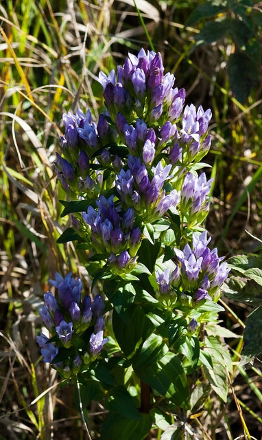 Gentiana quinquefolia (Gentianella quinquefolia)