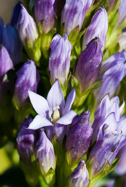 Gentiana quinquefolia
