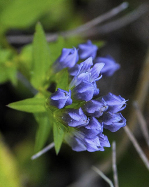 Gentiana quinquefolia