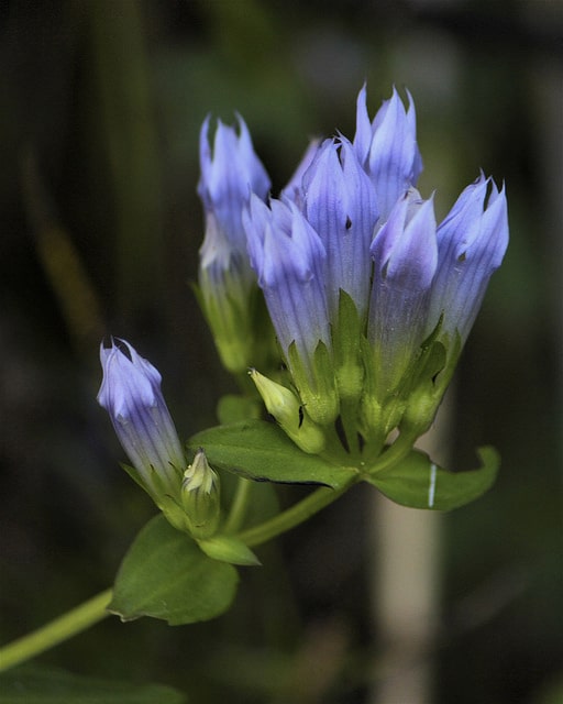 Gentiana quinquefolia