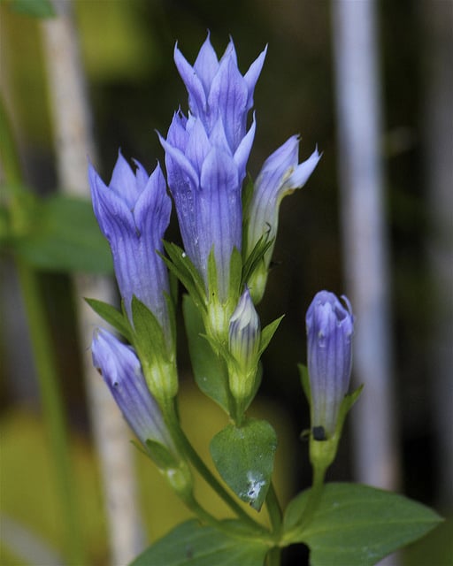Gentiana quinquefolia