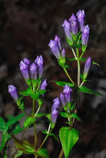 Gentiana quinquefolia