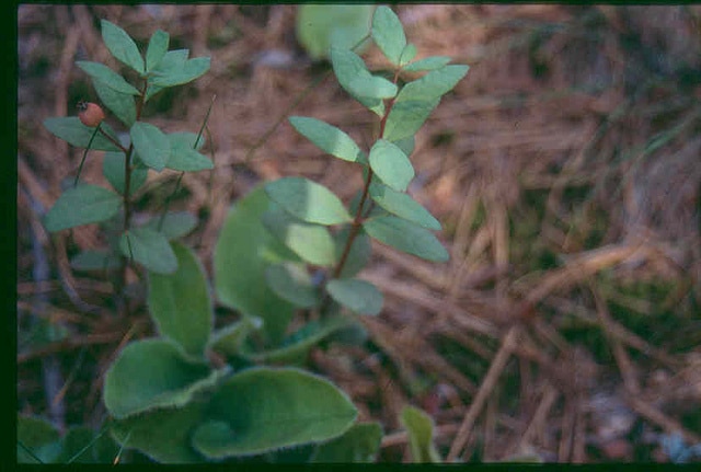 Geocaulon lividum