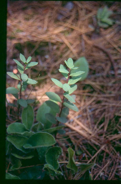 Geocaulon lividum