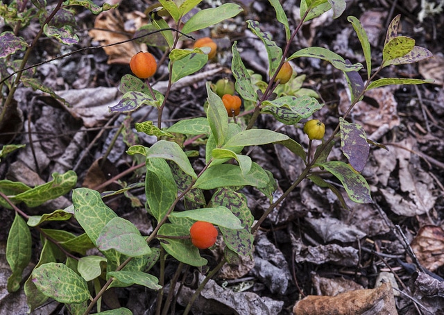 Geocaulon lividum (Geocaulon lividum)