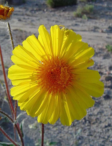 Geraea canescens