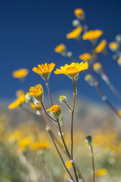 Geraea canescens