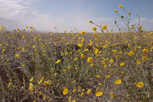 Geraea canescens