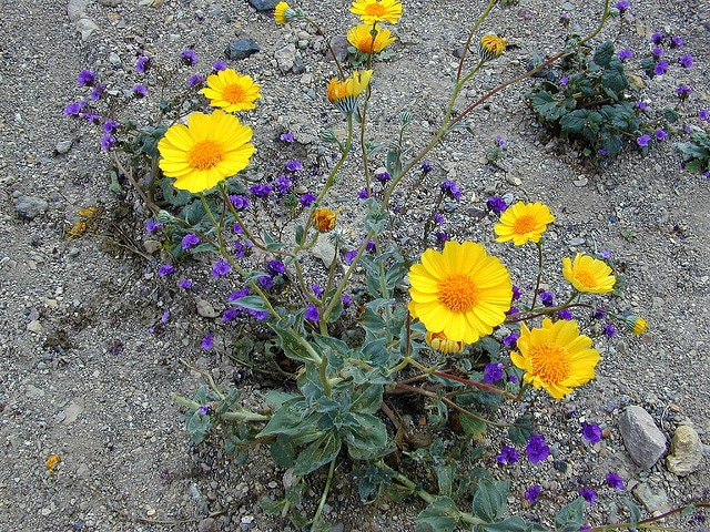 Geraea canescens
