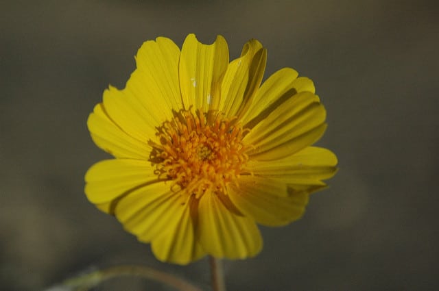 Geraea canescens