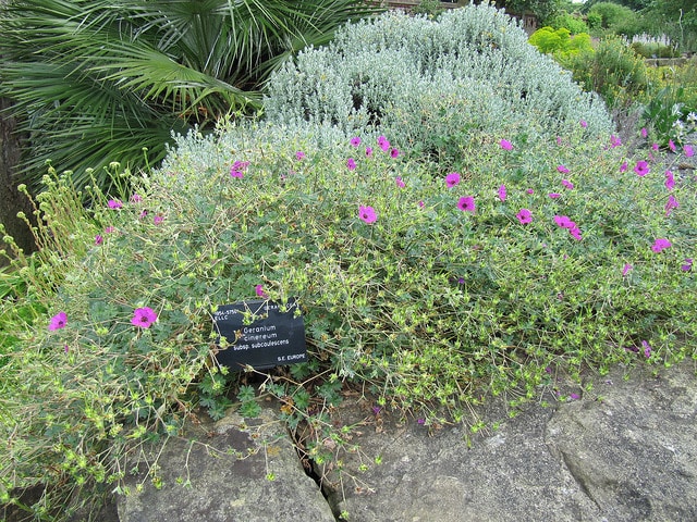Géranium à feuilles cendrées
