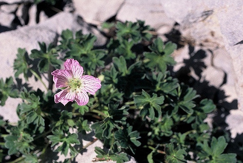 Géranium à feuilles cendrées