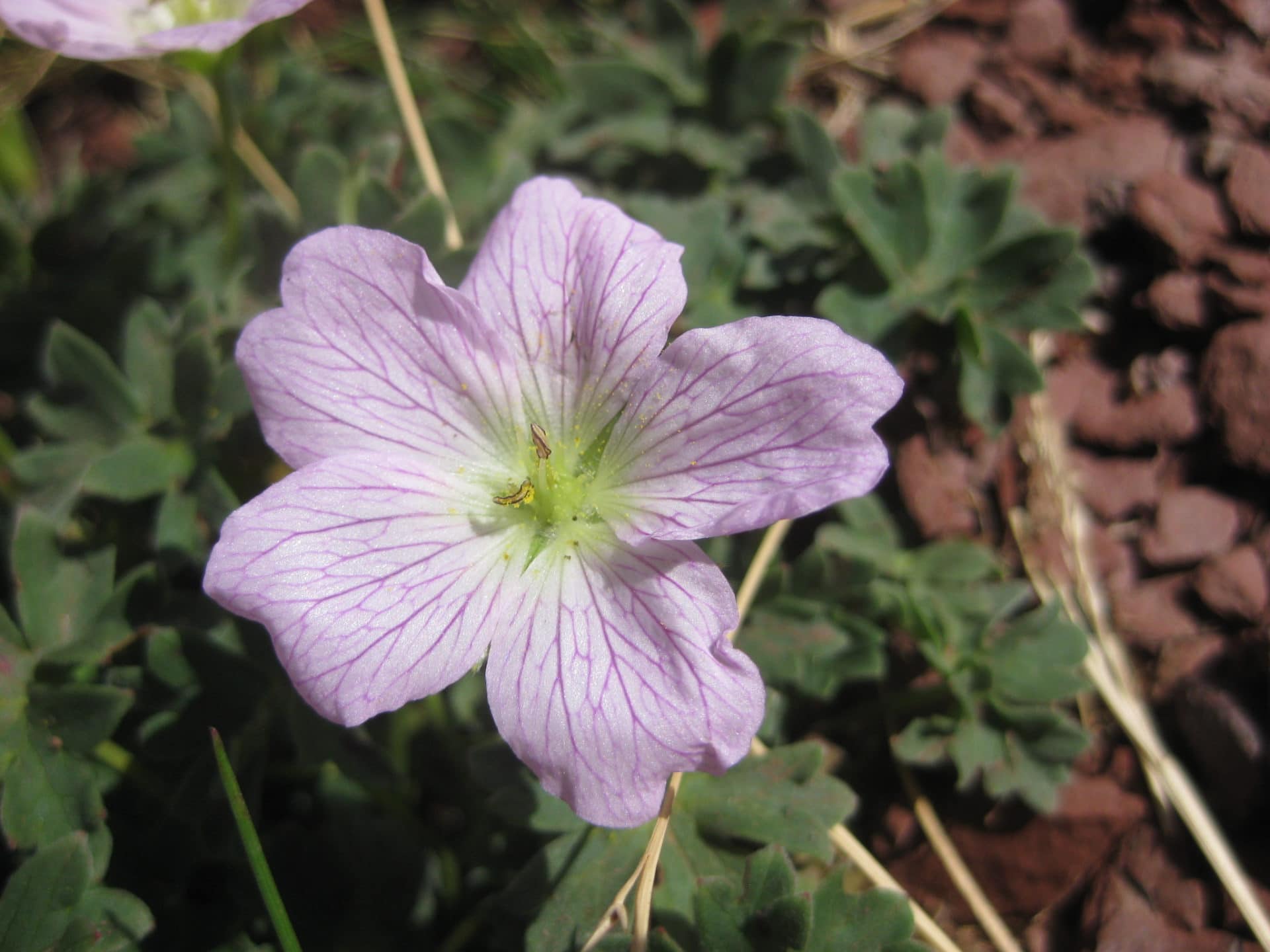 Géranium à feuilles cendrées
