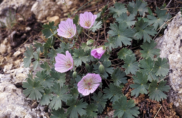 Géranium à feuilles cendrées