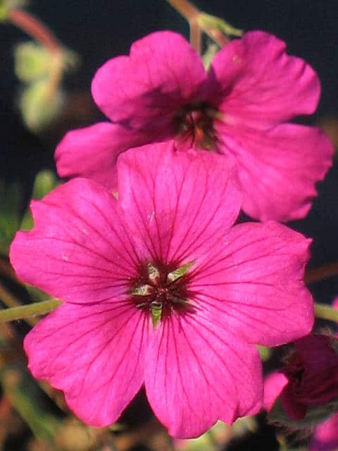 Géranium à feuilles cendrées