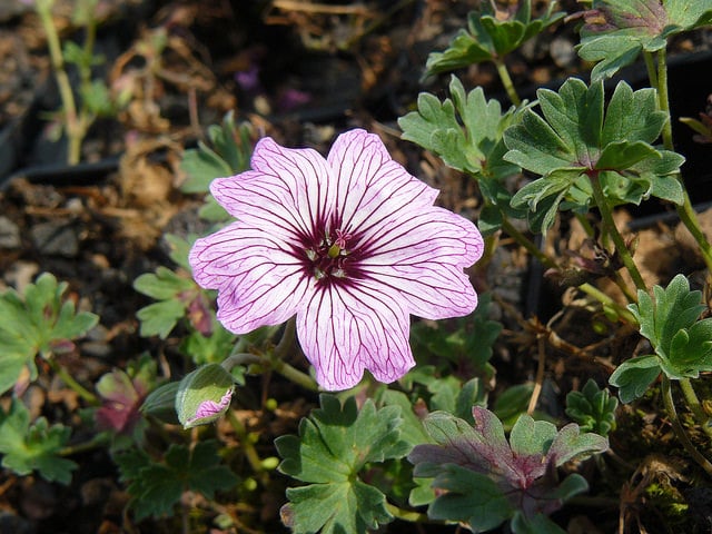Géranium à feuilles cendrées (Geranium cinereum)