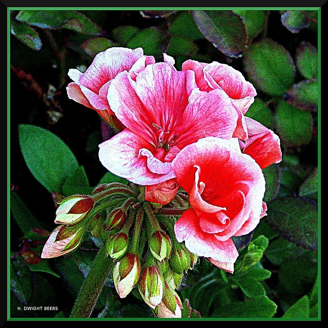 Géranium vivace de dalmatie (Geranium dalmaticum)