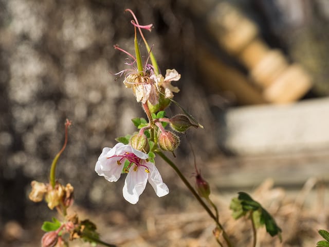 Géranium vivace de dalmatie