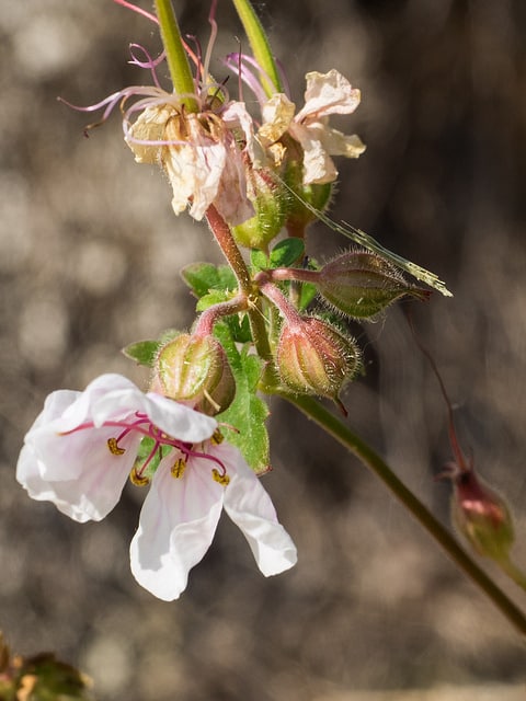 Géranium vivace de dalmatie