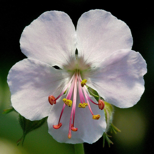 Géranium vivace de dalmatie