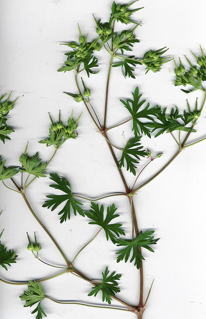 Géranium à feuilles découpées