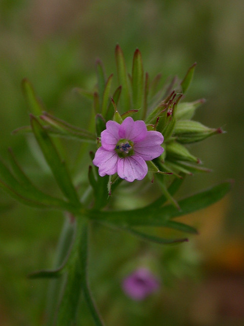 Géranium à feuilles découpées