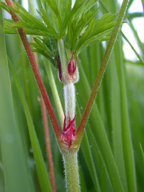 Géranium à feuilles découpées