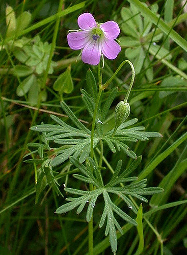 Géranium à feuilles découpées