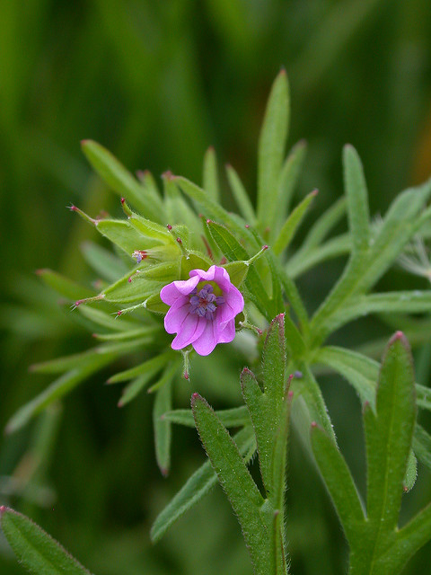 Géranium à feuilles découpées