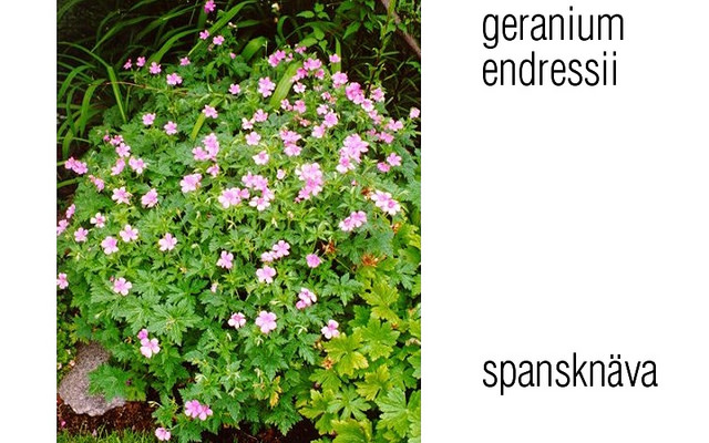 Geranium endressii
