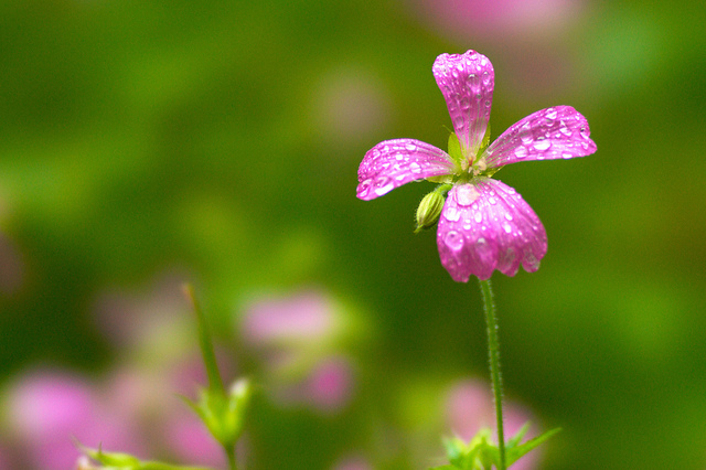 Geranium endressii