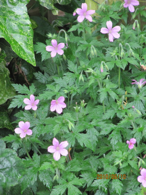 Geranium endressii