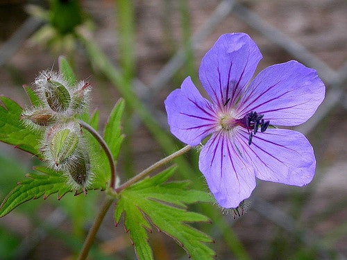 Geranium erianthum
