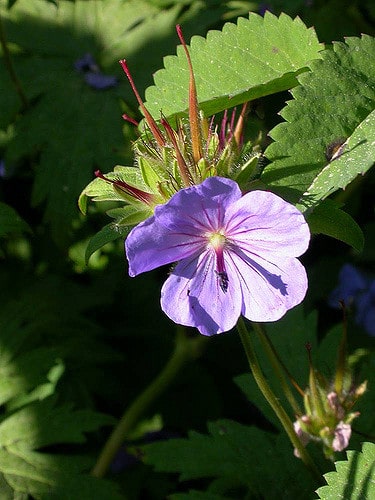 Geranium erianthum