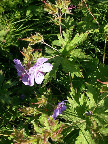 Geranium erianthum