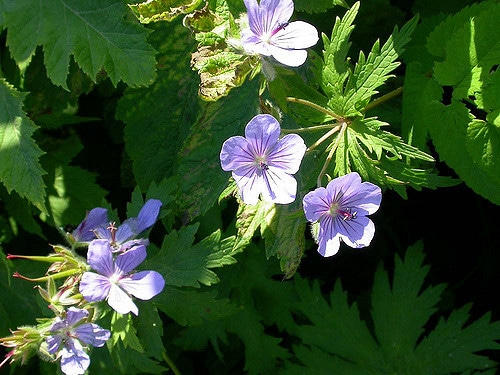 Geranium erianthum