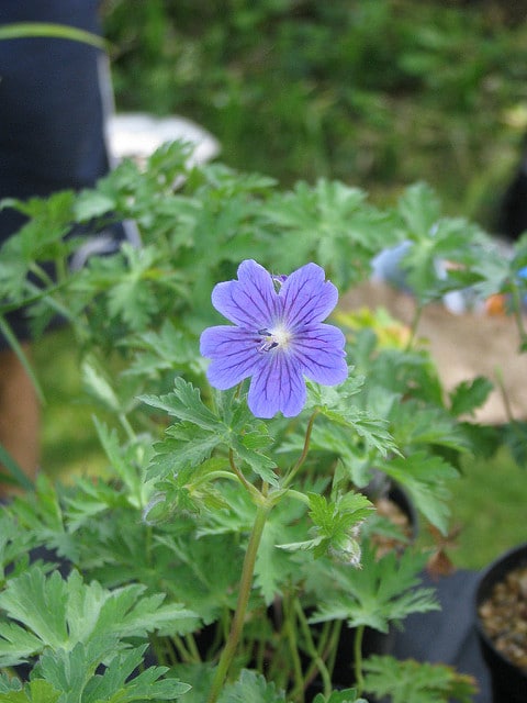 Géranium vivace ibericum (Geranium ibericum)