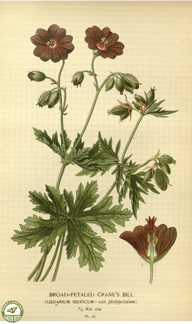 Géranium vivace ibericum