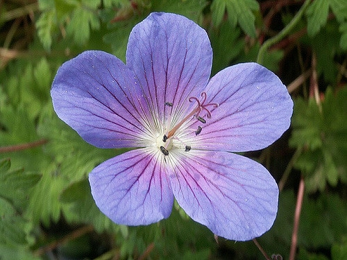 Géranium vivace ibericum