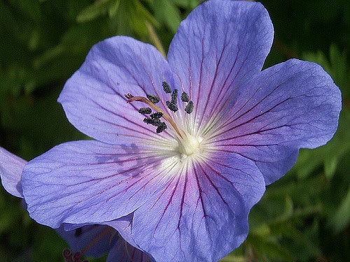 Géranium vivace ibericum