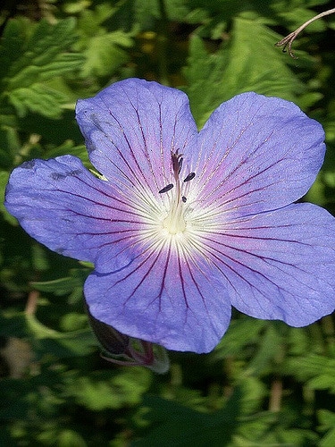 Géranium vivace ibericum