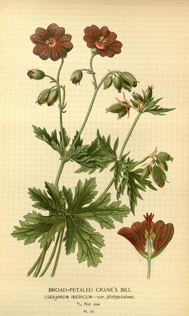 Géranium vivace ibericum