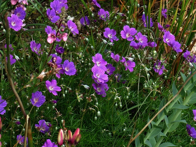 Geranium incanum (Geranium incanum)
