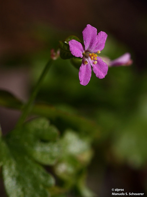 Géranium luisant (Geranium lucidum)